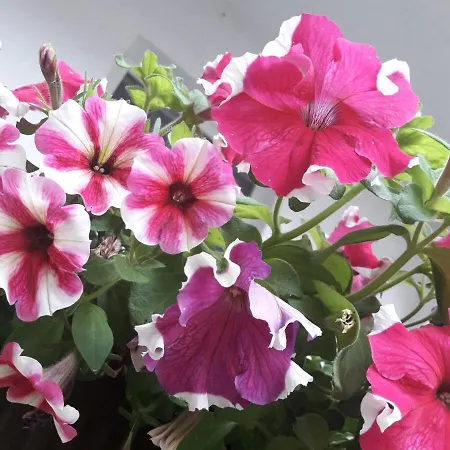 Guest House The House 3*